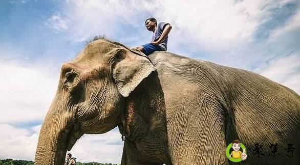 大象的眼睛大还是小