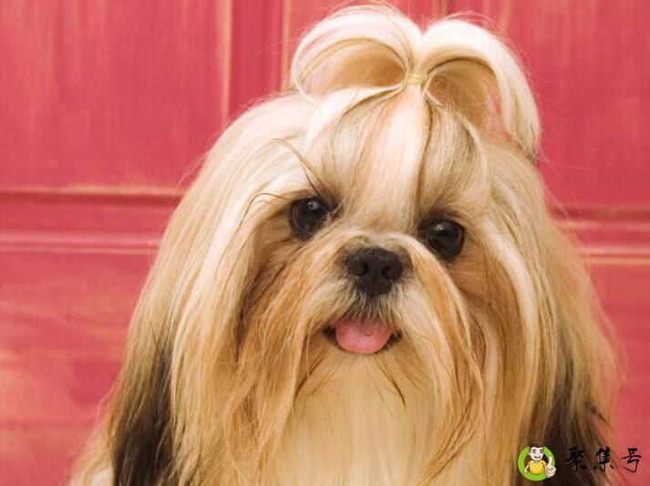 西施犬寿命多长