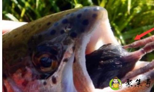 鱼死了怎么处理