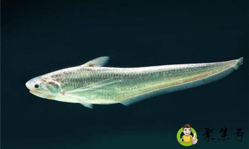 江刀和海刀的区别