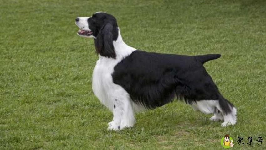 史宾格幼崽多少钱一只