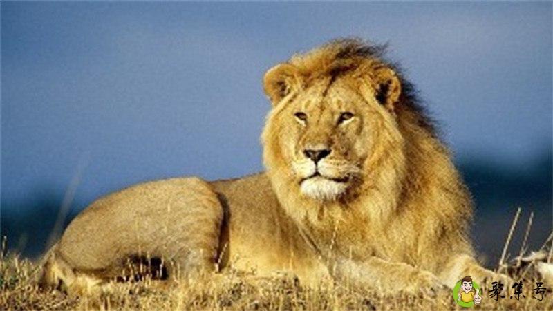 大西几什么意思