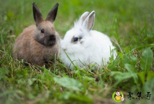 兔子受到惊吓后的现象