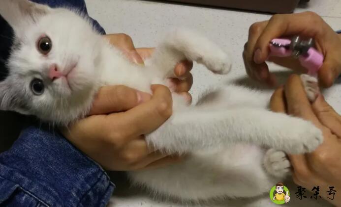 狗猫不打狂犬病疫苗会很容易得吗