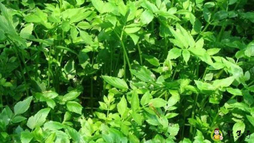 毒芹与野芹菜的区别