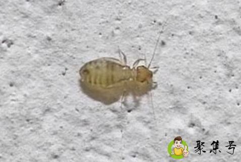 尘虱一般存活多久