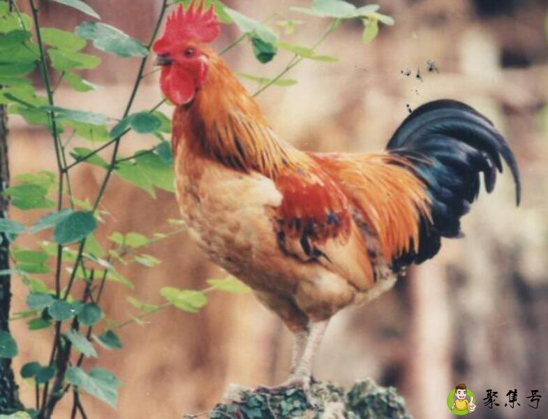 欲钱买鸟语花香生肖