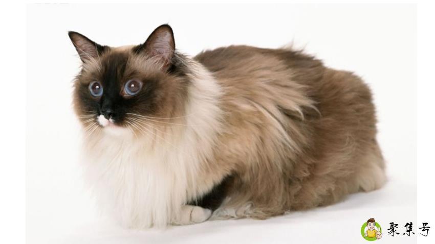 猫的进化过程是什么