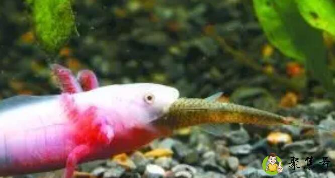 六角恐龙跳岗复活之后身体上的缺陷能长好吗