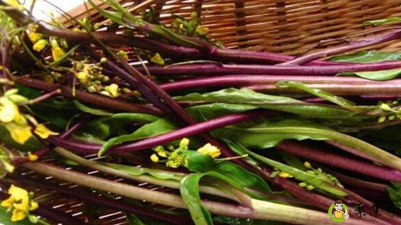 为什么菜苔炒出来是苦的