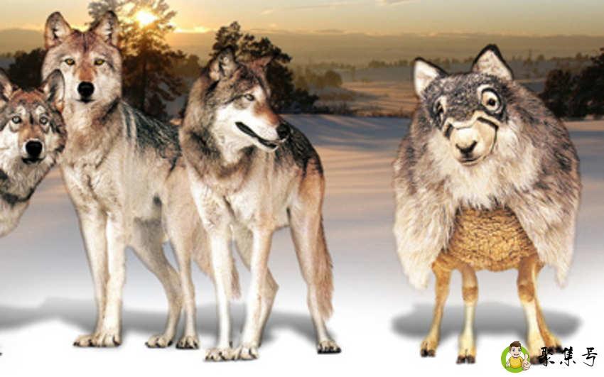 羊狐真的存在吗