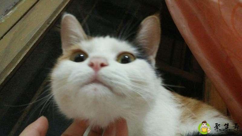 修猫什么意思网络语