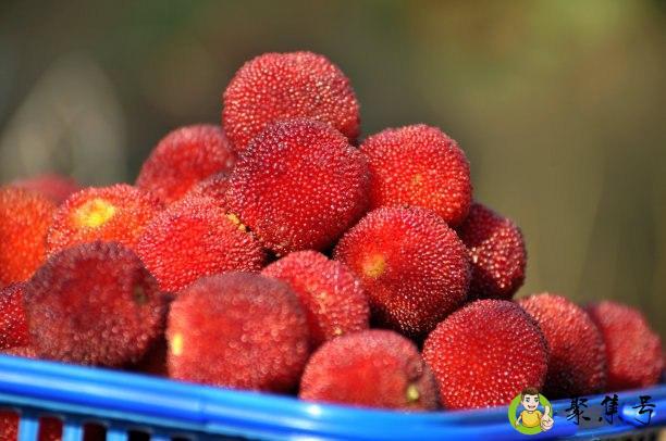 杨梅不泡盐水能吃吗