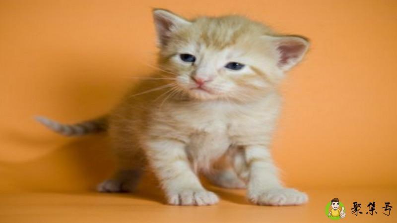 猫感冒自己会好吗