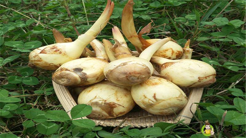 买回来的茨菇怎样保存