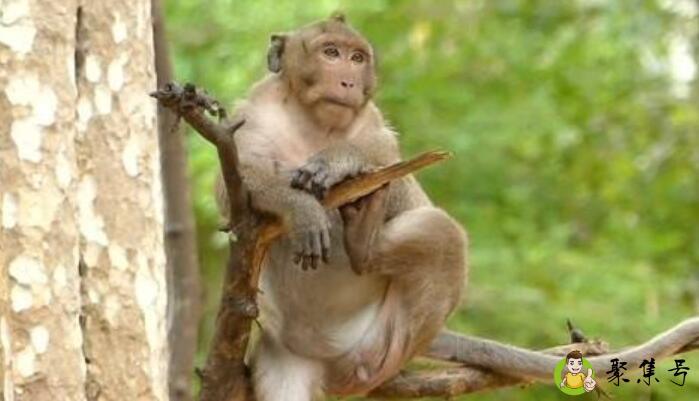 猴子学走路假惺惺是什么意思