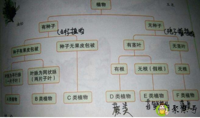 生物分类的七个等级