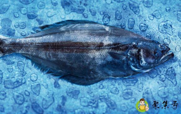 真假鲽鱼的区别