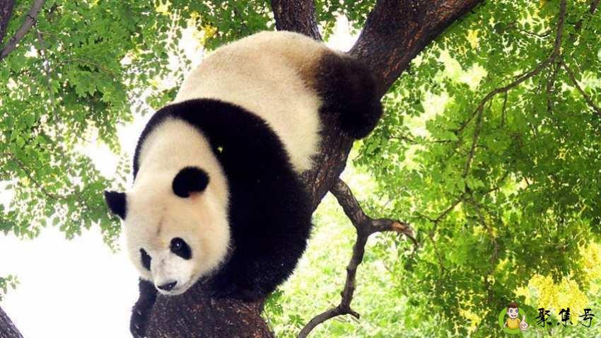 为什么熊猫是黑白色