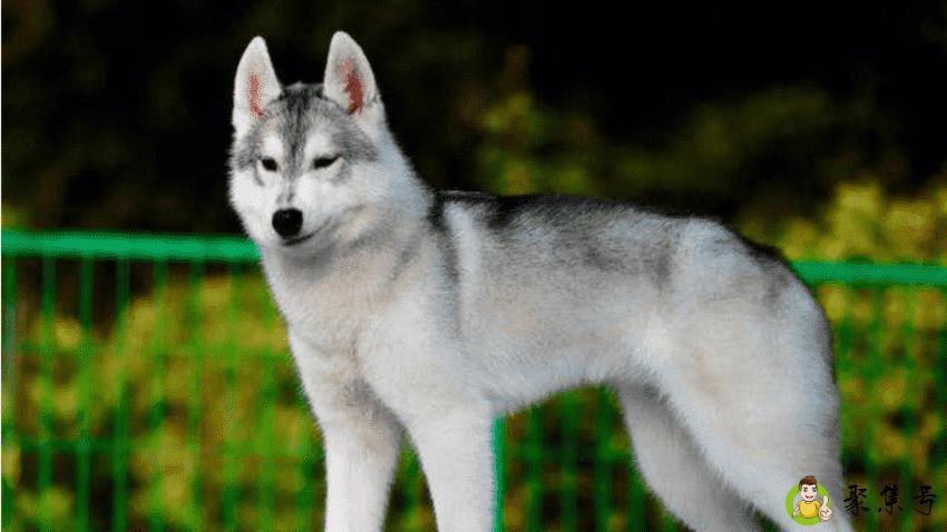 二哈和哈士奇的区别在哪里可以表现出来