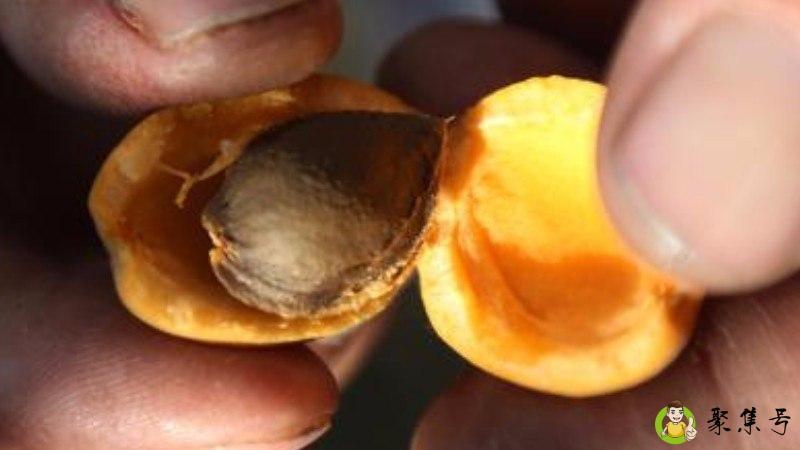 果核属于哪类垃圾