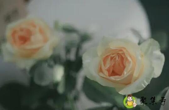 五月我爱你是什么意思