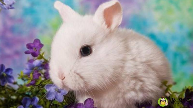 齿白唇红是什么生肖