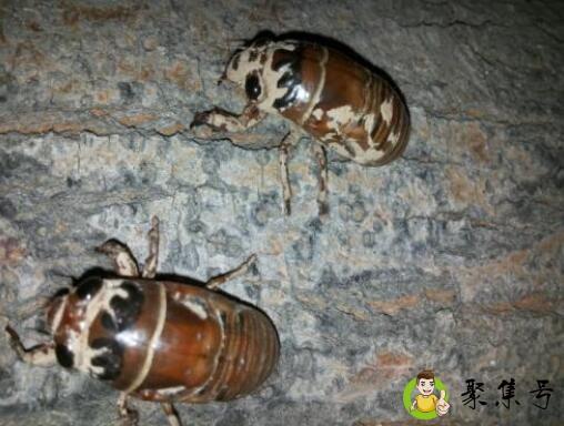 爬叉几月份出来