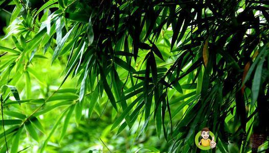 淡竹叶和竹叶的区别