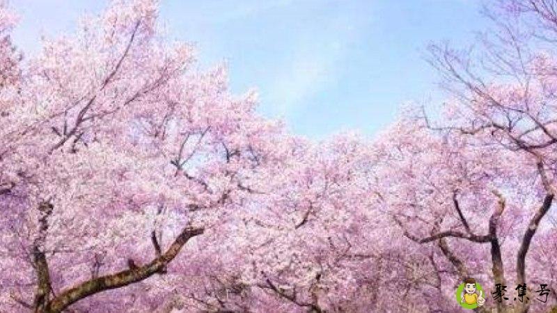 樱花古诗的雅称