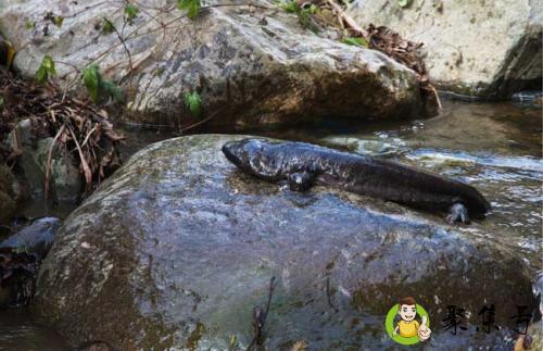 娃娃鱼为啥不能养家里