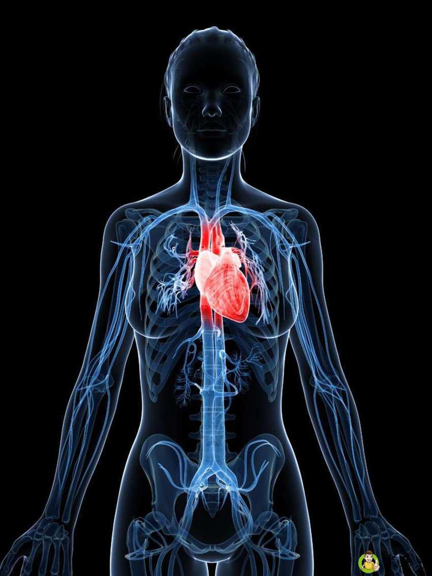 人体气官分别在那里