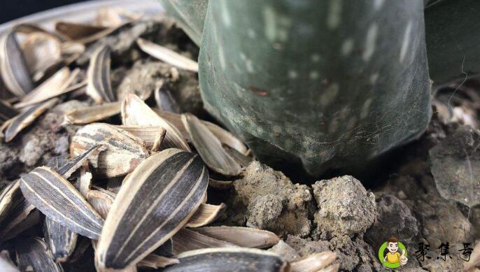 瓜子壳养花要发酵吗