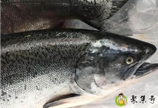 三文鱼品种等级