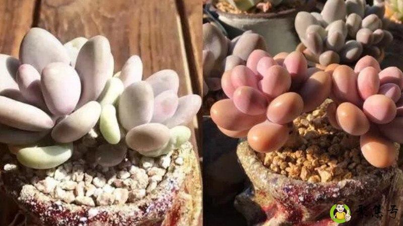 腰子蛋和桃蛋是一个品种吗