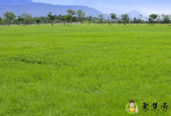 草什么时候停止生长