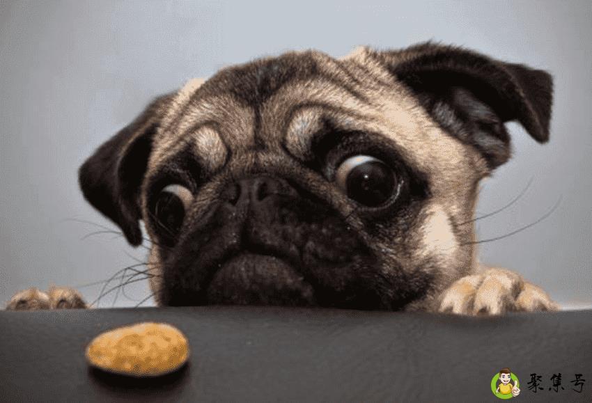 狗狗吃生肉好吗