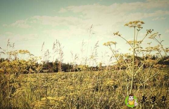 何以渡清欢什么含义