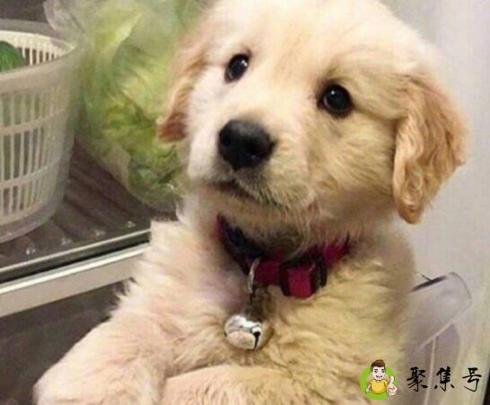 狗塑是什么意思