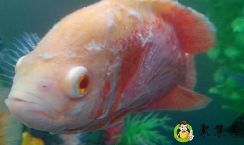 qq养鱼是什么意思