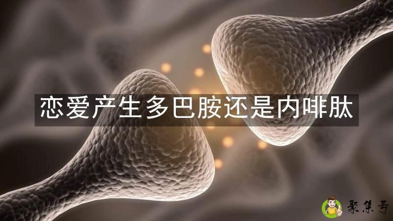 恋爱产生多巴胺还是内啡肽