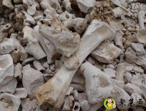 骨粉养花要注意什么