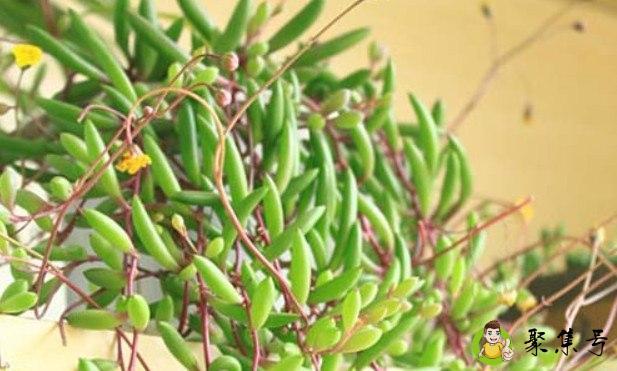 紫玄月用深盆还是浅盆