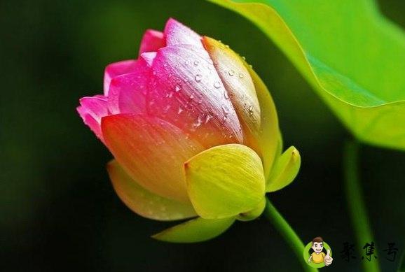 描写花儿的词语