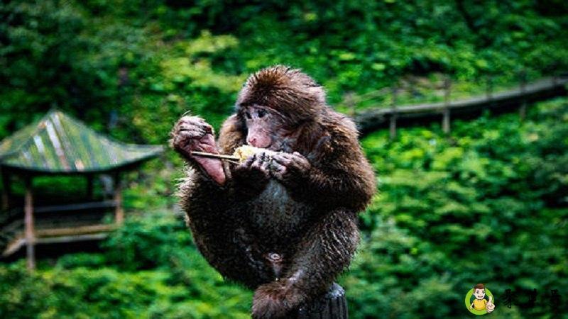 贼肖是哪几个肖