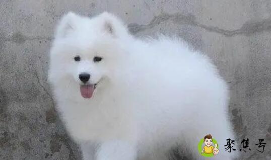 萨摩耶吉娃娃加菲哈士奇哪个不是狗