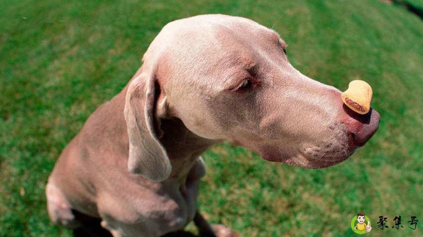 狗狗长期吃鸡胸肉好吗