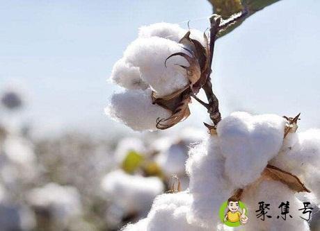 人工拾棉花技巧