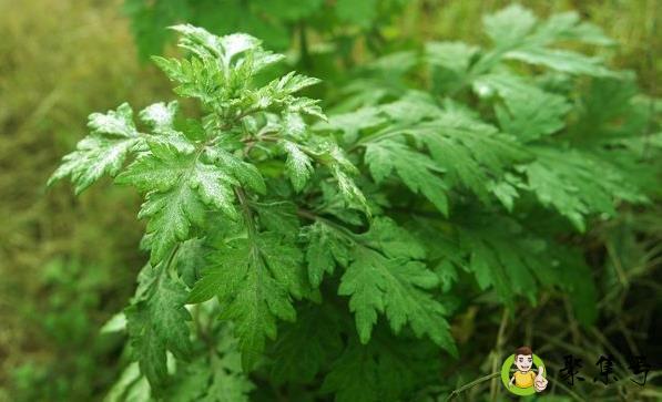 苦蒿与艾叶的区别