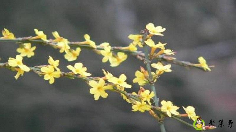 迎春花的生长变化过程